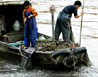 大规模水电建设毁灭珠江生态 濒危鱼类已占3成