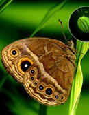 美科学家研制出世界上第一只转基因蝴蝶