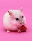 以科学家创造出不含胆固醇的转基因小鼠