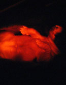 韩李炳春小组培育世界首批转基因克隆荧光猎兔犬 紫外线下呈红色