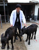 中国首批转基因水牛诞生